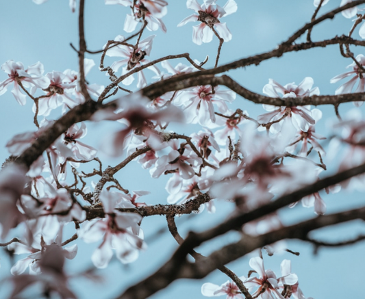 allergies in Arizona for march and April 