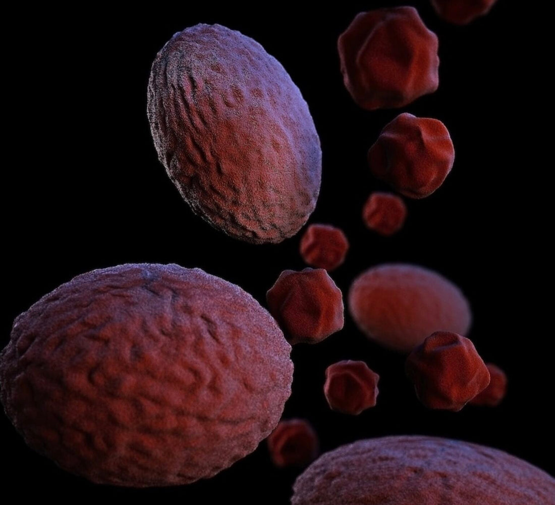 elderberry and autoimmune disease