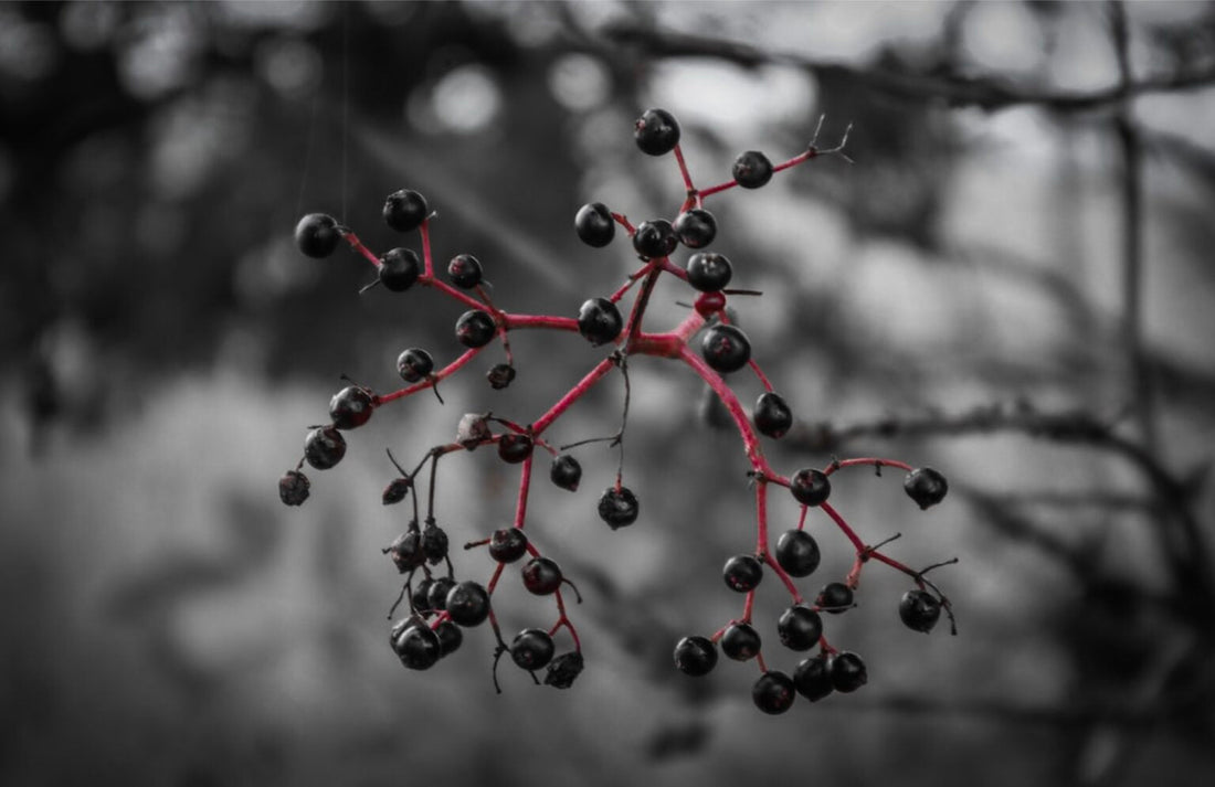 Elderberries on a tree for immune support