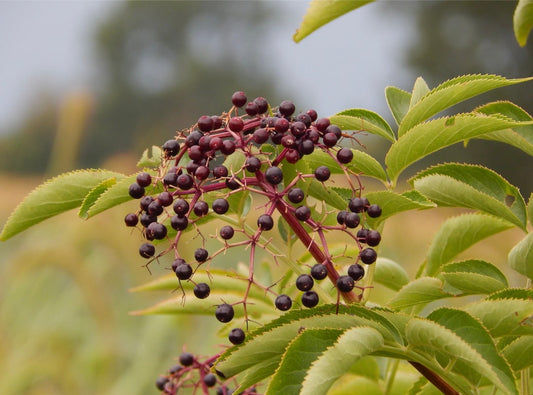 elderberries for your diet and healthy immune system
