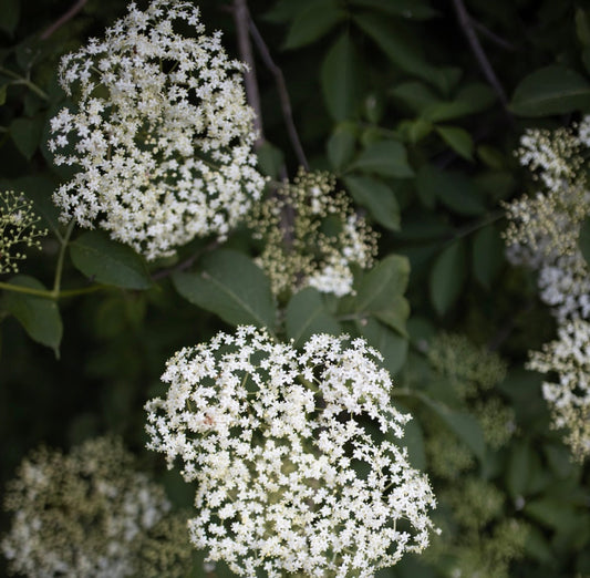 hite elderflowers in full bloom, used for teas and elderflower cordial