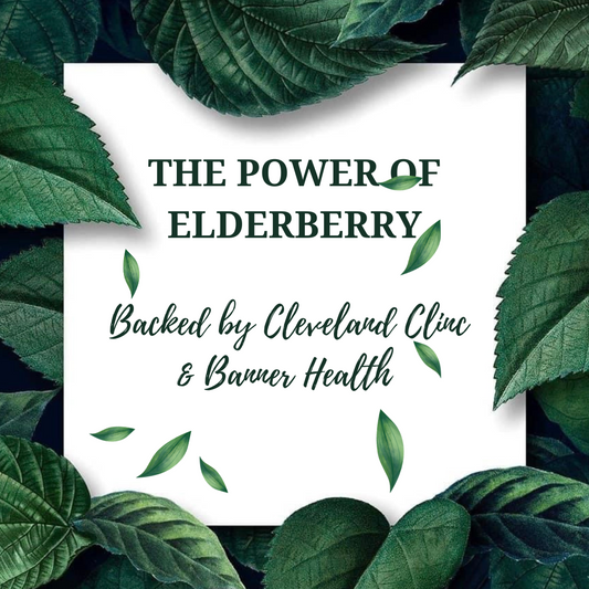 Elderberry berries and flowers for natural wellness and antioxidants